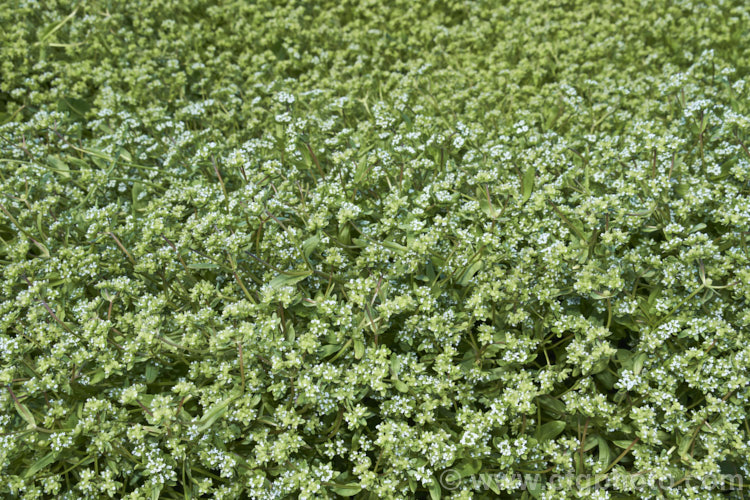 Corn. Salad (<i>Valerianella locusta</i>), a quick-growing annual that is eaten as a salad vegetable. It was originally native to Eurasia and North Africa but is now widely cultivated and has become naturalised is some places, particularly. North America. It grows to around 30cm high and produces heads of minute, very pale blue flowers in spring. Also known as lambs' lettuce, nut lettuce, field salad, rapunzel and fetticus. valerianella-3624htm'>Valerianella. <a href='caprifoliaceae-plant-family-photoshtml'>Caprifoliaceae</a>.