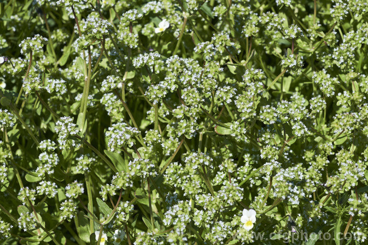 Corn. Salad (<i>Valerianella locusta</i>), a quick-growing annual that is eaten as a salad vegetable. It was originally native to Eurasia and North Africa but is now widely cultivated and has become naturalised is some places, particularly. North America. It grows to around 30cm high and produces heads of minute, very pale blue flowers in spring. Also known as lambs' lettuce, nut lettuce, field salad, rapunzel and fetticus. valerianella-3624htm'>Valerianella. <a href='caprifoliaceae-plant-family-photoshtml'>Caprifoliaceae</a>.