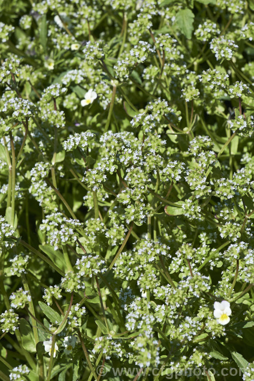 Corn. Salad (<i>Valerianella locusta</i>), a quick-growing annual that is eaten as a salad vegetable. It was originally native to Eurasia and North Africa but is now widely cultivated and has become naturalised is some places, particularly. North America. It grows to around 30cm high and produces heads of minute, very pale blue flowers in spring. Also known as lambs' lettuce, nut lettuce, field salad, rapunzel and fetticus. valerianella-3624htm'>Valerianella. <a href='caprifoliaceae-plant-family-photoshtml'>Caprifoliaceae</a>.