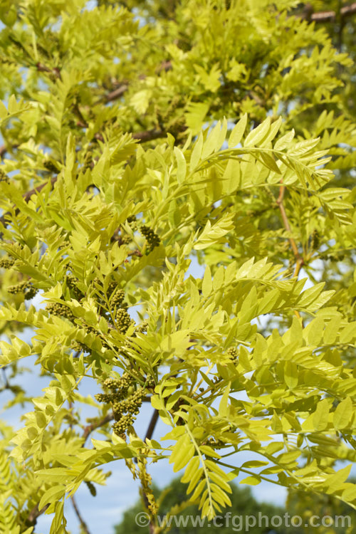 The spring foliage and flower buds of Gleditsia triacanthos 'Sunburst', a light green-foliaged cultivar of the Honey. Locust, a deciduous tree from central and eastern North America. In autumn, the foliage becomes bright yellow. gleditsia-2289htm'>Gleditsia.
