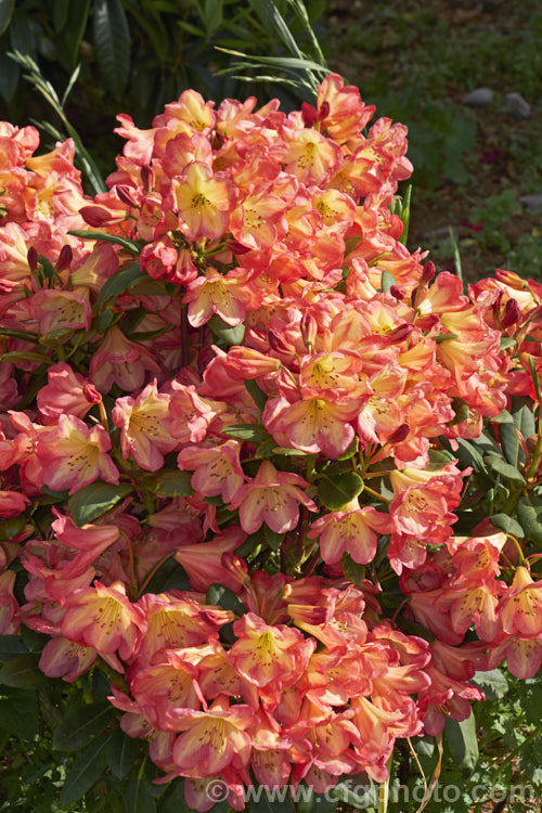Rhododendron 'Ring of Fire' ('Darigold' x 'Idealist'), a very attractive bicolor-flowered hybrid raised by Thompson of the United States and introduced by Greer in 1984. It has a dense growth habit, eventually reaching around 15m high x 18m wide
