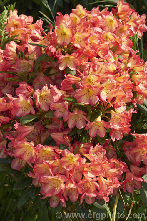 Rhododendron 'Ring of Fire' ('Darigold' x 'Idealist'), a very attractive bicolor-flowered hybrid raised by Thompson of the United States and introduced by Greer in 1984. It has a dense growth habit, eventually reaching around 15m high x 18m wide