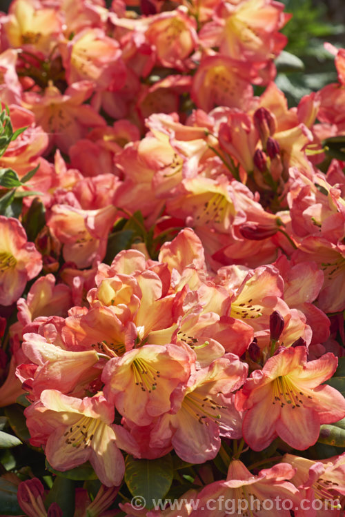 Rhododendron 'Ring of Fire' ('Darigold' x 'Idealist'), a very attractive bicolor-flowered hybrid raised by Thompson of the United States and introduced by Greer in 1984. It has a dense growth habit, eventually reaching around 15m high x 18m wide
