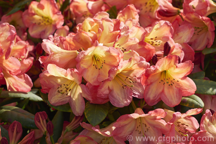 Rhododendron 'Ring of Fire' ('Darigold' x 'Idealist'), a very attractive bicolor-flowered hybrid raised by Thompson of the United States and introduced by Greer in 1984. It has a dense growth habit, eventually reaching around 15m high x 18m wide
