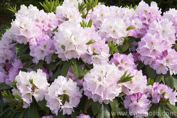 Rhododendron 'Gomer. Waterer', 2m high and wide, British-raised Rhododendron catawbiense hybrid dating from 1906. It has white to very pale pink flowers that open from lavender pink buds. The flowers have greenish throat markings