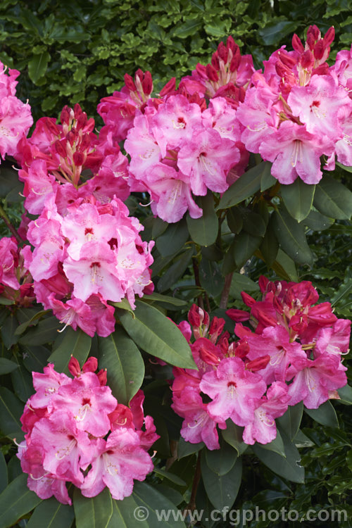 Rhododendron 'Lem's Monarch' ('Anna' x 'Marinus. Koster'), this medium to large bush was raised by Lem of the United States and blooms prolifically, with lush foliage and huge trusses of large, beautifully marked flowers