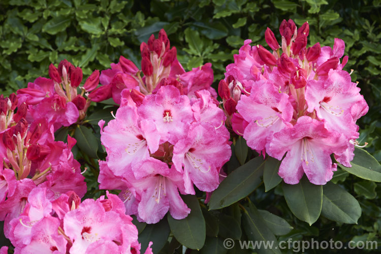 Rhododendron 'Lem's Monarch' ('Anna' x 'Marinus. Koster'), this medium to large bush was raised by Lem of the United States and blooms prolifically, with lush foliage and huge trusses of large, beautifully marked flowers
