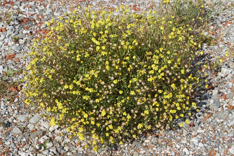 Coast. Groundsel or Gravel. Groundsel (<i>Senecio spathulatus</i>), a sprawling perennial or subshrub usually found in dry, sunny places. Originally native to southeastern Australia, it has become naturalised in many areas and is usually considered to be a minor weed, though it usually only occurs on rough or waste ground. This example was on a demolition site. senecio-3303htm'>Senecio.