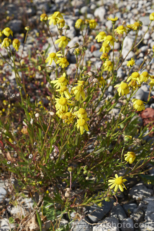 Coast. Groundsel or Gravel. Groundsel (<i>Senecio spathulatus</i>), a sprawling perennial or subshrub usually found in dry, sunny places. Originally native to southeastern Australia, it has become naturalised in many areas and is usually considered to be a minor weed, though it usually only occurs on rough or waste ground. This example was on a demolition site. senecio-3303htm'>Senecio.