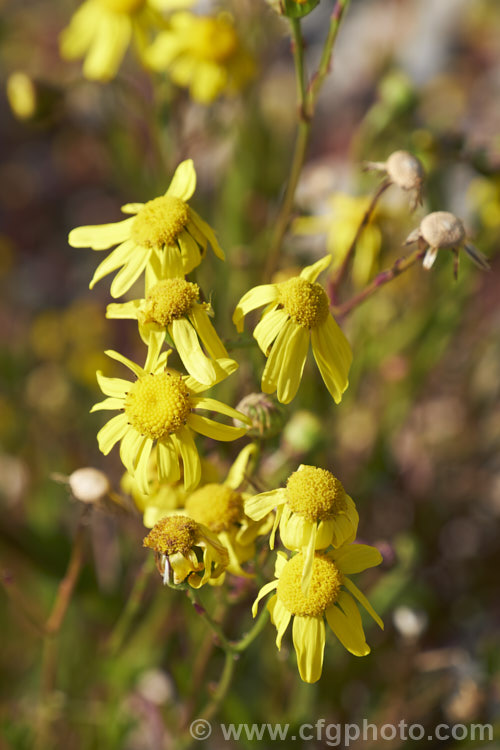 Coast. Groundsel or Gravel. Groundsel (<i>Senecio spathulatus</i>), a sprawling perennial or subshrub usually found in dry, sunny places. Originally native to southeastern Australia, it has become naturalised in many areas and is usually considered to be a minor weed, though it usually only occurs on rough or waste ground. This example was on a demolition site. senecio-3303htm'>Senecio.