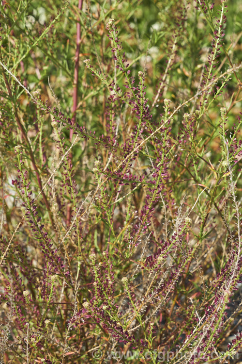 Field Pepperwort or Field Pepperweed (<i>Lepidium campestre</i>), a biennial or hardy annual that grows to around 60cm high and wide, most of the bulk coming from the flowering stems and seedheads . It was originally confined to Europe but has become naturalised in many temperate areas and is a minor weed. The purple-red colour of the seed capsules of this example is unusual but probably due to the poor soil and exposed conditions in which it was growing