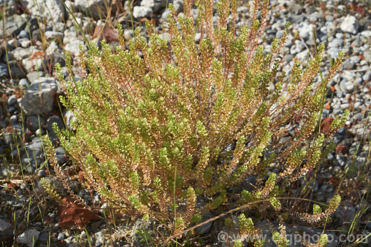 Field Pennycress (<i>Thlaspi arvense</i>), a Eurasian hardy annual that has become a minor weed in temperate to subarctic regions. It can reach 60cm tall but is often smaller and much of the plant is made up of seedheads. Although considered to be a weed, it has some potential as a source of bio-diesel. thlaspi-3626htm'>Thlaspi. .