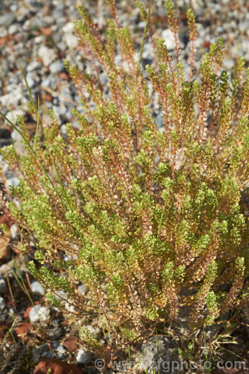 Field Pennycress (<i>Thlaspi arvense</i>), a Eurasian hardy annual that has become a minor weed in temperate to subarctic regions. It can reach 60cm tall but is often smaller and much of the plant is made up of seedheads. Although considered to be a weed, it has some potential as a source of bio-diesel. thlaspi-3626htm'>Thlaspi. .