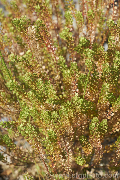 Field Pennycress (<i>Thlaspi arvense</i>), a Eurasian hardy annual that has become a minor weed in temperate to subarctic regions. It can reach 60cm tall but is often smaller and much of the plant is made up of seedheads. Although considered to be a weed, it has some potential as a source of bio-diesel. thlaspi-3626htm'>Thlaspi. .
