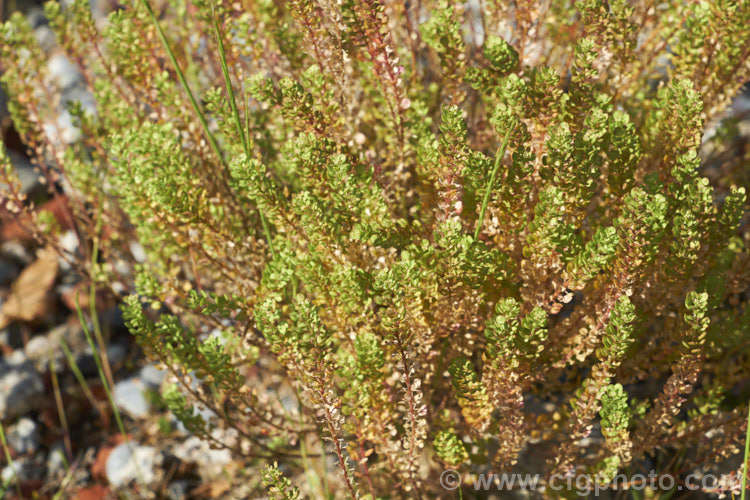 Field Pennycress (<i>Thlaspi arvense</i>), a Eurasian hardy annual that has become a minor weed in temperate to subarctic regions. It can reach 60cm tall but is often smaller and much of the plant is made up of seedheads. Although considered to be a weed, it has some potential as a source of bio-diesel. thlaspi-3626htm'>Thlaspi. .
