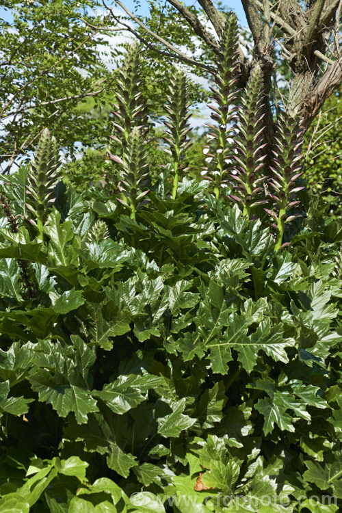 Bear's Breeches (<i>Acanthus mollis</i>), a usually evergreen summer-flowering perennial native to southwest Europe and North Africa. It was often featured in ancient Greek and Roman designs. While a bold architectural plant that certainly has garden merit, it can also be a thuggish weed that is difficult to eradicate. Order: Lamiales, Family: Acanthaceae