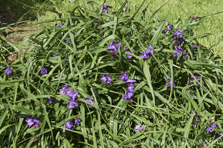 Tradescantia virginiana 'Repanda', a 30-50cm tall, purple-blue-flowered cultivar which although classified under. Tradescantia virginiana is actually one of a group of hybrids derived from several closely related. North American species. tradescantia-3363htm'>Tradescantia. <a href='commelinaceae-plant-family-photoshtml'>Commelinaceae</a>.