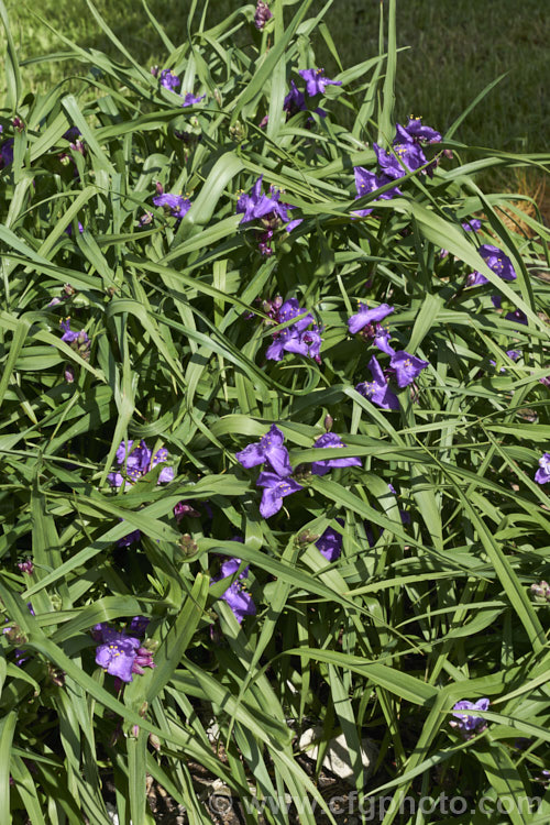 Tradescantia virginiana 'Repanda', a 30-50cm tall, purple-blue-flowered cultivar which although classified under. Tradescantia virginiana is actually one of a group of hybrids derived from several closely related. North American species. tradescantia-3363htm'>Tradescantia. <a href='commelinaceae-plant-family-photoshtml'>Commelinaceae</a>.