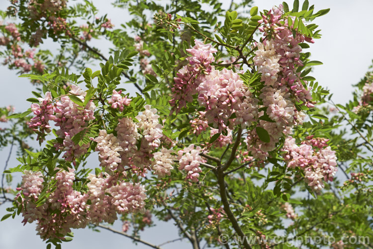 Robinia x ambigua 'Decaisneana', a soft pink-flowered cultivar of a cross between Robinia pseudoacacia and Robinia viscosa. It is a spreading, spring-flowering deciduous that grows to around 8m high and at least as wide. robinia-2218htm'>Robinia.