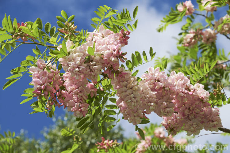 Robinia x ambigua 'Decaisneana', a soft pink-flowered cultivar of a cross between Robinia pseudoacacia and Robinia viscosa. It is a spreading, spring-flowering deciduous that grows to around 8m high and at least as wide. robinia-2218htm'>Robinia.