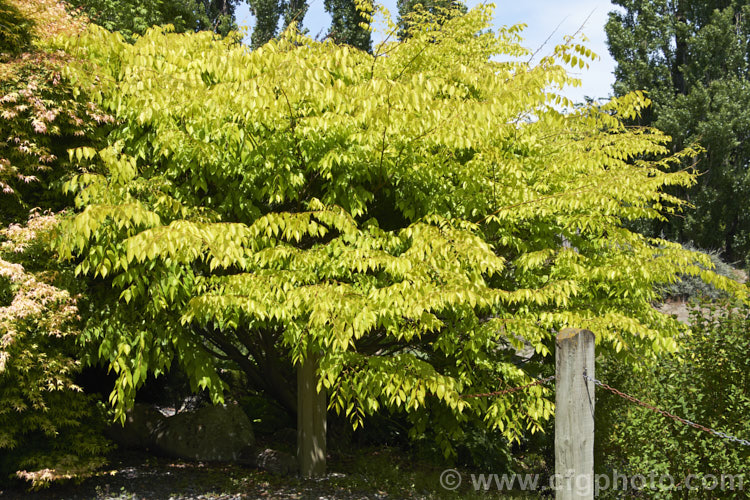 Ulmus parvifolia 'Golden Rey' (aka 'Golden Ray'), a yellow-green foliage cultivar of the Chinese Elm or Lacebark, a small-leafed elm for. China, Korea and Japan. It is semi-evergreen, has attractive flaking bark and grows to around 25m high. Tiny autumn-borne flowers are followed by conspicuous green samara that brown as they ripen. Order: Rosales, Family: Ulmaceae