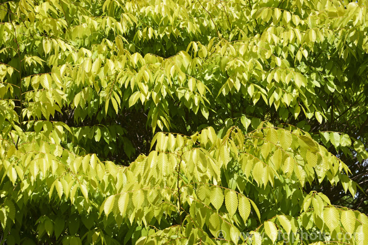 Ulmus parvifolia 'Golden Rey' (aka 'Golden Ray'), a yellow-green foliage cultivar of the Chinese Elm or Lacebark, a small-leafed elm for. China, Korea and Japan. It is semi-evergreen, has attractive flaking bark and grows to around 25m high. Tiny autumn-borne flowers are followed by conspicuous green samara that brown as they ripen. Order: Rosales, Family: Ulmaceae