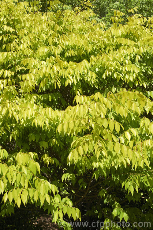 Ulmus parvifolia 'Golden Rey' (aka 'Golden Ray'), a yellow-green foliage cultivar of the Chinese Elm or Lacebark, a small-leafed elm for. China, Korea and Japan. It is semi-evergreen, has attractive flaking bark and grows to around 25m high. Tiny autumn-borne flowers are followed by conspicuous green samara that brown as they ripen. Order: Rosales, Family: Ulmaceae