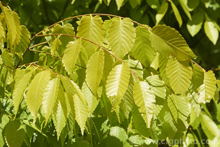 Ulmus parvifolia 'Golden Rey' (aka 'Golden Ray'), a yellow-green foliage cultivar of the Chinese Elm or Lacebark, a small-leafed elm for. China, Korea and Japan. It is semi-evergreen, has attractive flaking bark and grows to around 25m high. Tiny autumn-borne flowers are followed by conspicuous green samara that brown as they ripen. Order: Rosales, Family: Ulmaceae