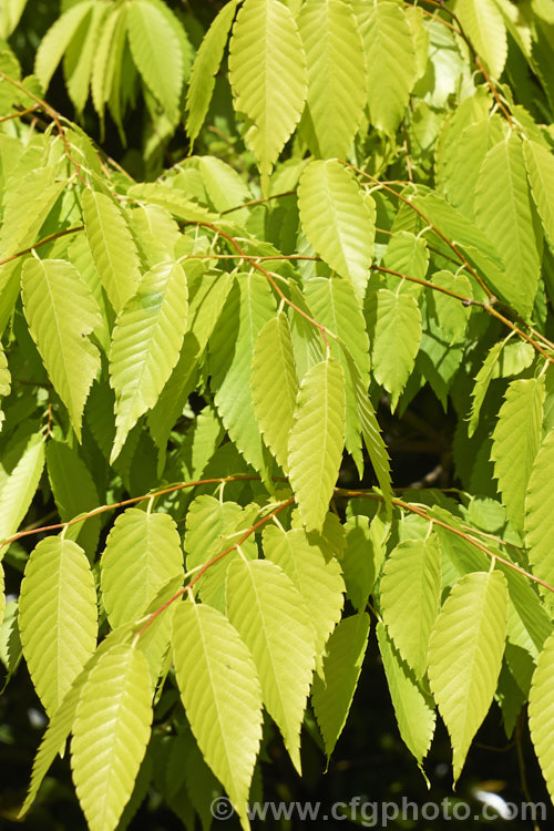 Ulmus parvifolia 'Golden Rey' (aka 'Golden Ray'), a yellow-green foliage cultivar of the Chinese Elm or Lacebark, a small-leafed elm for. China, Korea and Japan. It is semi-evergreen, has attractive flaking bark and grows to around 25m high. Tiny autumn-borne flowers are followed by conspicuous green samara that brown as they ripen. Order: Rosales, Family: Ulmaceae