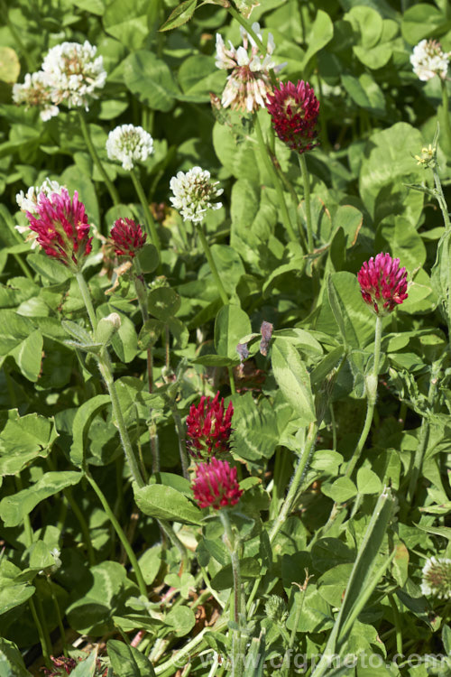 Crimson Clover or Italian Clover (<i>Trifolium incarnatum</i>), an annual or short-lived perennial clover originally native to Europe but now widely cultivated in the perennial zones. The inflorescence can be up to 5cm long. trifolium-3369htm'>Trifolium.