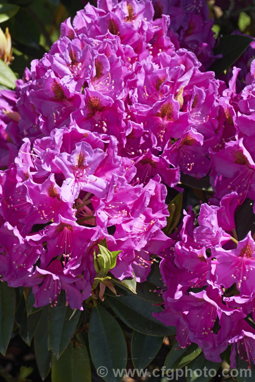 Rhododendron 'Anah. Kruschke' ('Purple Splendour' x Rhododendron ponticum</i>), a very tough, compact, heavy-flowering hybrid raised in 1955 by Wright of the United States, though it was not registered until 1973. It grows to around 18m high and wide
