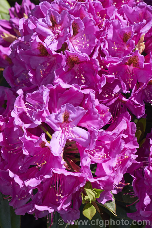 Rhododendron 'Anah. Kruschke' ('Purple Splendour' x Rhododendron ponticum</i>), a very tough, compact, heavy-flowering hybrid raised in 1955 by Wright of the United States, though it was not registered until 1973. It grows to around 18m high and wide