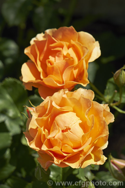 Rosa 'Frilly. Jilly' (syn 'Margaret Silverstein' [seedling x 'L'Oreal. Trophy'), a Cluster-flowered (<i>Floribunda</i>) bush rose raised by Horner of the United Kingdom and introduced in 2002. The flowers are well-scented and the shrub grows to around 1m tall Order: Rosales, Family: Rosaceae