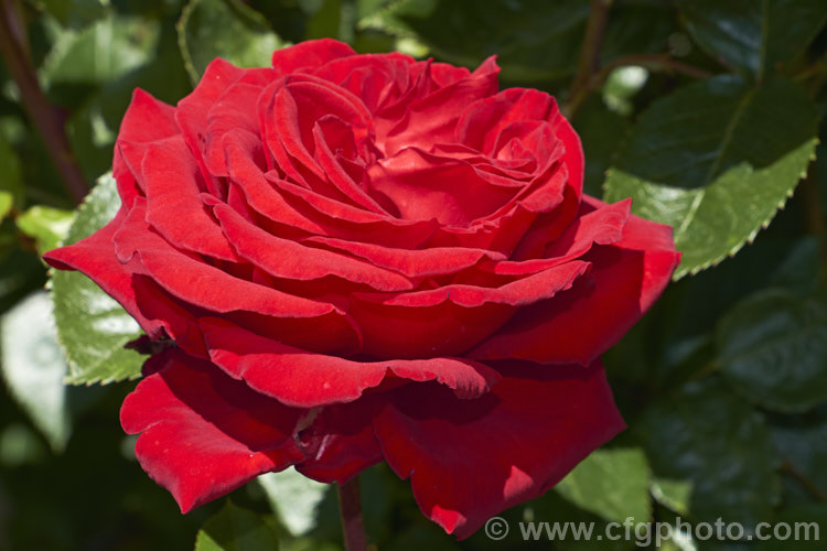 Rosa 'Precious. Platinum' (syn 'Opa. Potschke' ['Red Planet' x 'Franklin. Engelmann']), a large-flowered (<i>Hybrid Tea</i>) bush rose raised by Dickson of Northern Ireland and introduced in 1974. It is a strongly upright bush that can reach 18m tall Order: Rosales, Family: Rosaceae