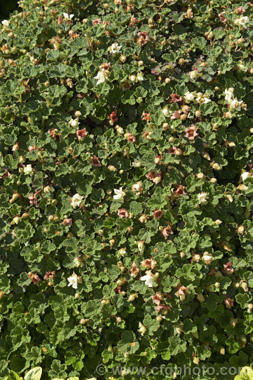 Orangeberry (<i>Rubus rolfei [syn. Rubus pentalobus]), a spreading semi-evergreen groundcover shrub native to Taiwan. It is grown both for its small grape-like leaves that often colour well in cool weather and for its edible, orange, raspberry-like fruits.