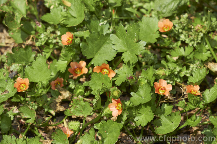 Creeping Mallow, Red-flowered Mallow or Carolina. Bristlemallow (<i>Modiola caroliniana</i>), a creeping perennial that probably originated in South America but which is now naturalised in many warm temperate and subtropical areas. It is usually regarded as a relatively minor weed as it tends to prefer poor, gravelly soils and is easily controlled by cultivation. modiola-3628htm'>Modiola.
