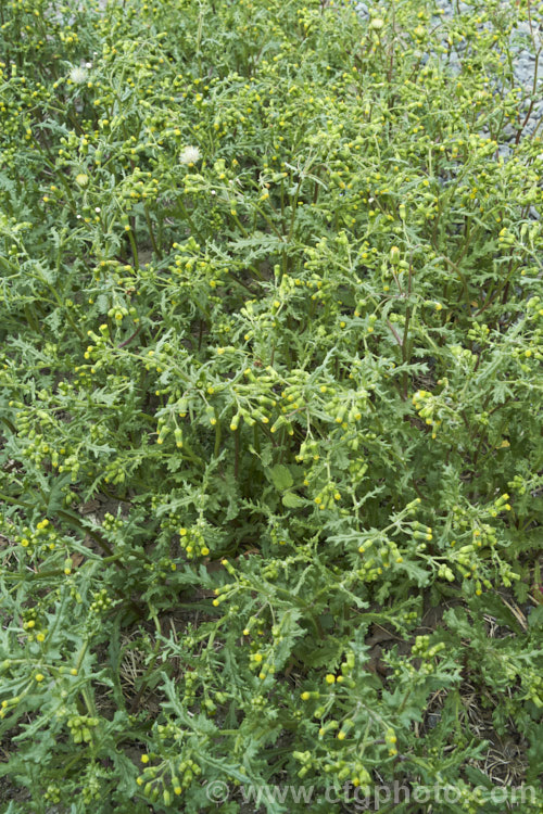 Groundsel (<i>Senecio vulgaris</i>), a weak-stemmed, fleshy-leafed. European annual daisy that has widely naturalised and become a weed in many parts of the world. senecio-3303htm'>Senecio.