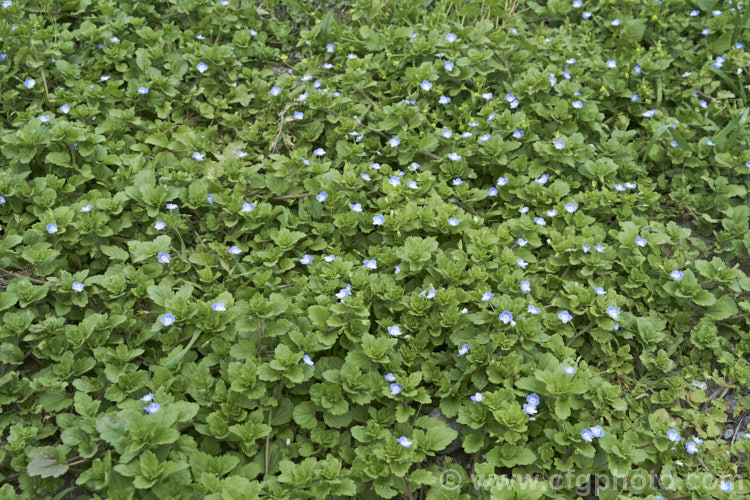 Birdseye. Speedwell, Birdseye. Speedwell, Scrambling. Speedwell, Persian. Speedwell or Common Field Speedwell (<i>Veronica persica</i>), a low, spreading annual that is usually seen as a weed of cultivated ground or pasture. Originally native to Europe it has become widely naturalised
