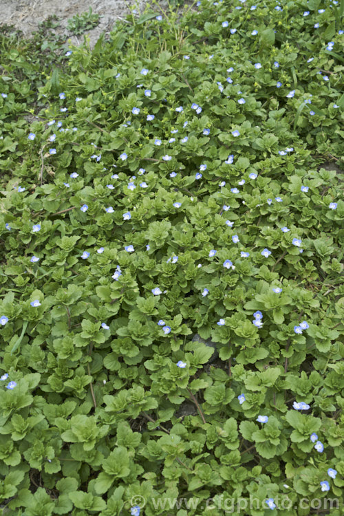 Birdseye. Speedwell, Birdseye. Speedwell, Scrambling. Speedwell, Persian. Speedwell or Common Field Speedwell (<i>Veronica persica</i>), a low, spreading annual that is usually seen as a weed of cultivated ground or pasture. Originally native to Europe it has become widely naturalised