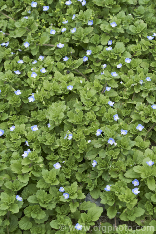 Birdseye. Speedwell, Birdseye. Speedwell, Scrambling. Speedwell, Persian. Speedwell or Common Field Speedwell (<i>Veronica persica</i>), a low, spreading annual that is usually seen as a weed of cultivated ground or pasture. Originally native to Europe it has become widely naturalised