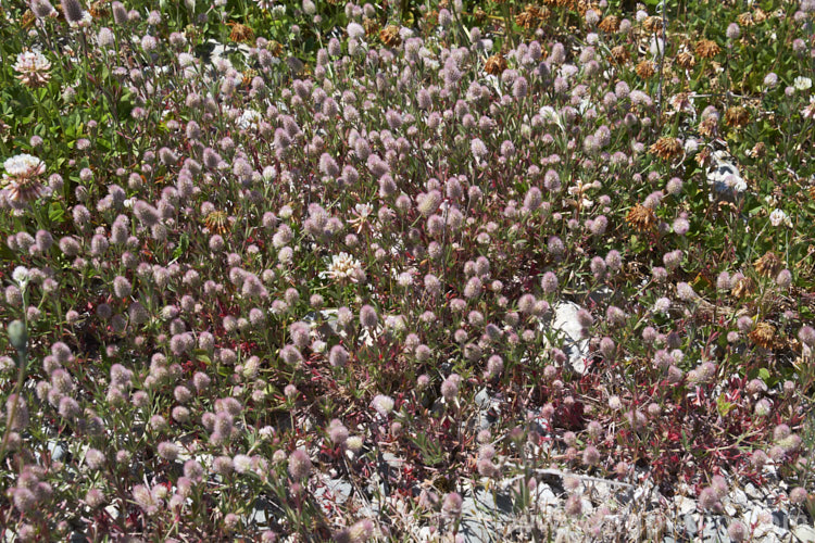 Haresfoot. Trefoil, Rabbitfoot. Clover or Stone. Clover (<i>Trifolium arvense</i>), a now widely naturalised Eurasian annual or biennial that is most commonly seen as a weed on sandy or stony ground. Its white flowers are tiny but they are crowded together in a downy pink inflorescence. trifolium-3369htm'>Trifolium.