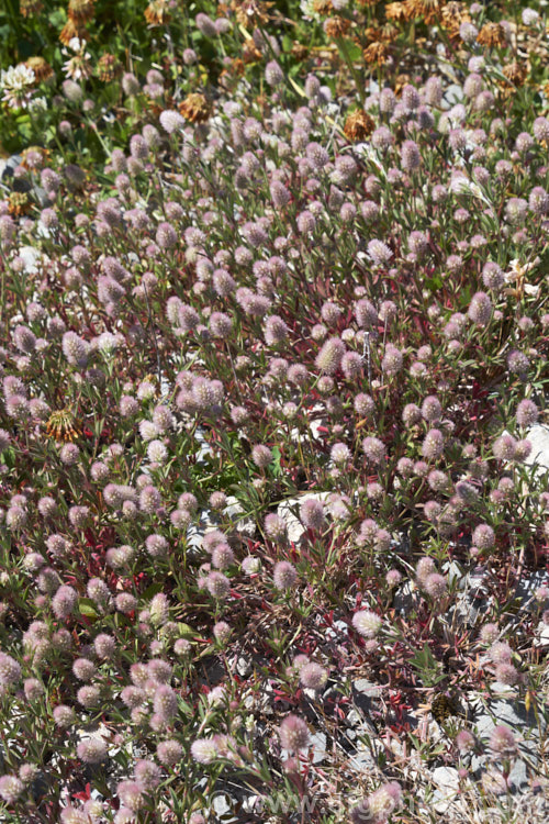 Haresfoot. Trefoil, Rabbitfoot. Clover or Stone. Clover (<i>Trifolium arvense</i>), a now widely naturalised Eurasian annual or biennial that is most commonly seen as a weed on sandy or stony ground. Its white flowers are tiny but they are crowded together in a downy pink inflorescence. trifolium-3369htm'>Trifolium.