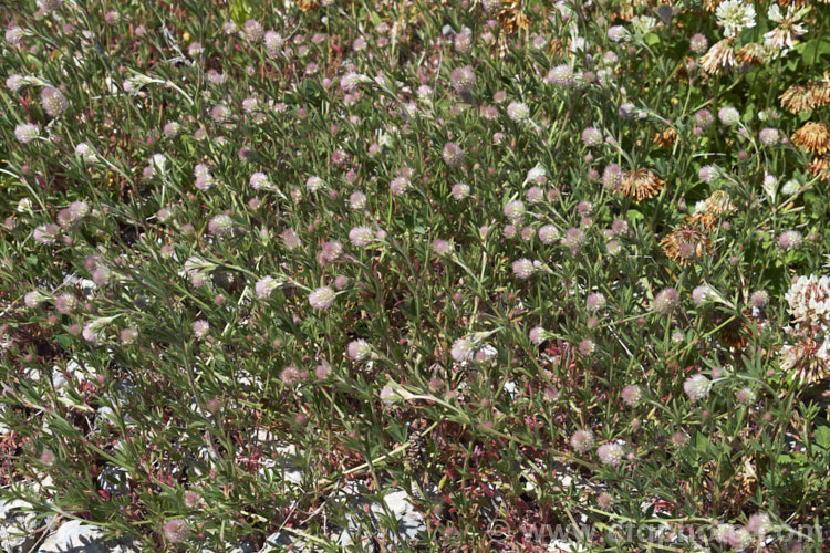 Haresfoot. Trefoil, Rabbitfoot. Clover or Stone. Clover (<i>Trifolium arvense</i>), a now widely naturalised Eurasian annual or biennial that is most commonly seen as a weed on sandy or stony ground. Its white flowers are tiny but they are crowded together in a downy pink inflorescence. trifolium-3369htm'>Trifolium.