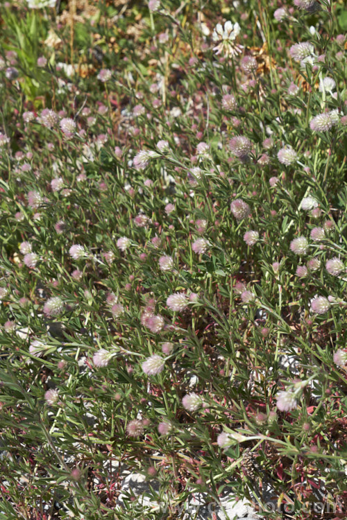 Haresfoot. Trefoil, Rabbitfoot. Clover or Stone. Clover (<i>Trifolium arvense</i>), a now widely naturalised Eurasian annual or biennial that is most commonly seen as a weed on sandy or stony ground. Its white flowers are tiny but they are crowded together in a downy pink inflorescence. trifolium-3369htm'>Trifolium.
