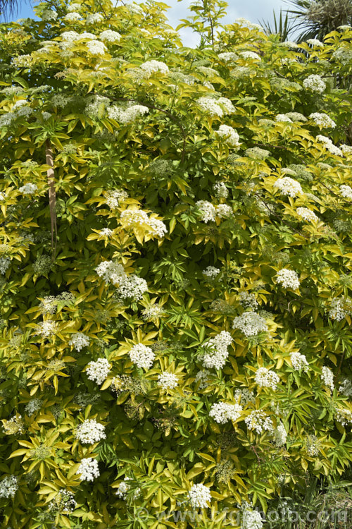 Golden Elderberry or Elderflower (<i>Sambucus nigra 'Aurea'), a golden yellow-foliaged cultivar of a Eurasian deciduous shrub that often naturalises and can become a weed. Its flowers and fruit can be used for wine-making. Order: Dipsacales, Family: Adoxaceae