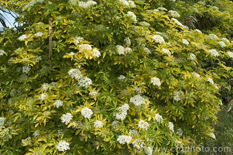 Golden Elderberry or Elderflower (<i>Sambucus nigra 'Aurea'), a golden yellow-foliaged cultivar of a Eurasian deciduous shrub that often naturalises and can become a weed. Its flowers and fruit can be used for wine-making. Order: Dipsacales, Family: Adoxaceae