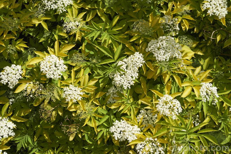 Golden Elderberry or Elderflower (<i>Sambucus nigra 'Aurea'), a golden yellow-foliaged cultivar of a Eurasian deciduous shrub that often naturalises and can become a weed. Its flowers and fruit can be used for wine-making. Order: Dipsacales, Family: Adoxaceae