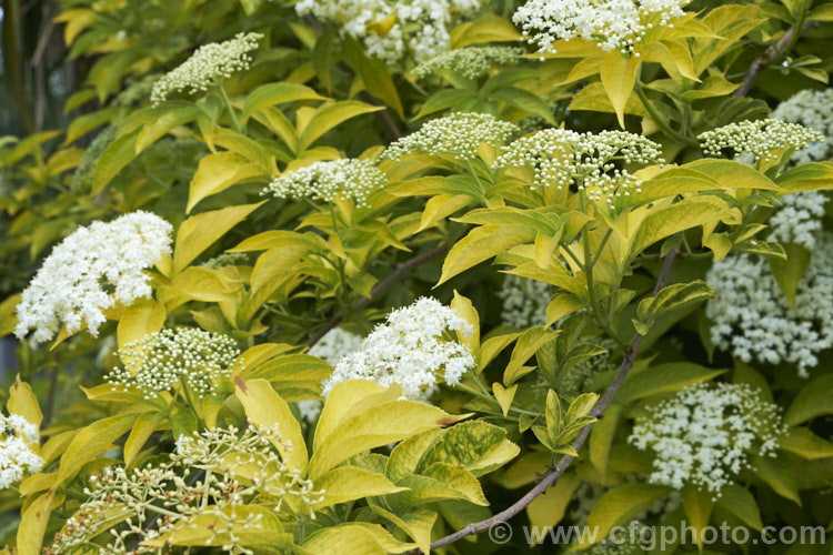 Golden Elderberry or Elderflower (<i>Sambucus nigra 'Aurea'), a golden yellow-foliaged cultivar of a Eurasian deciduous shrub that often naturalises and can become a weed. Its flowers and fruit can be used for wine-making. Order: Dipsacales, Family: Adoxaceae