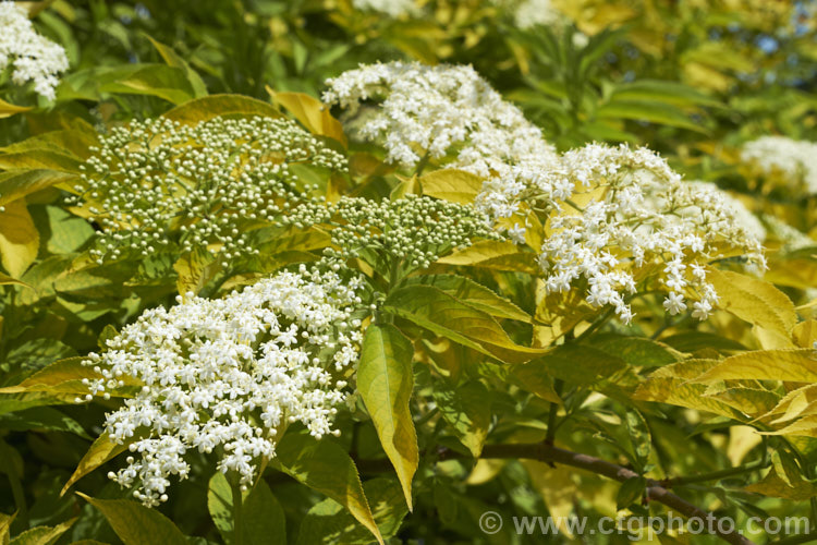 Golden Elderberry or Elderflower (<i>Sambucus nigra 'Aurea'), a golden yellow-foliaged cultivar of a Eurasian deciduous shrub that often naturalises and can become a weed. Its flowers and fruit can be used for wine-making. Order: Dipsacales, Family: Adoxaceae