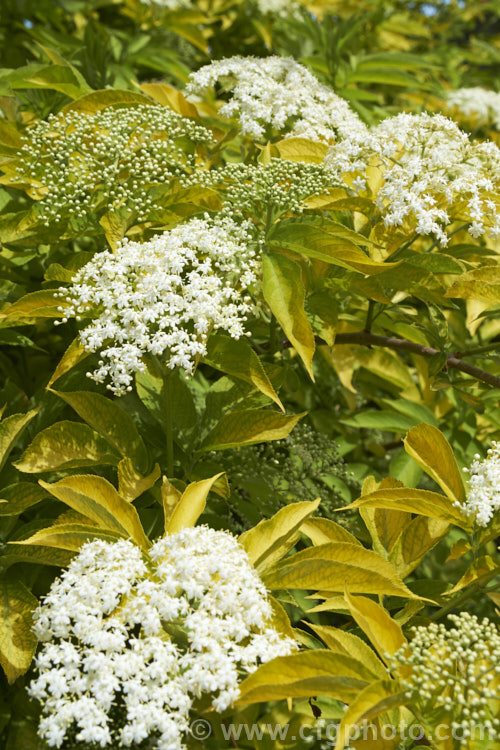 Golden Elderberry or Elderflower (<i>Sambucus nigra 'Aurea'), a golden yellow-foliaged cultivar of a Eurasian deciduous shrub that often naturalises and can become a weed. Its flowers and fruit can be used for wine-making. Order: Dipsacales, Family: Adoxaceae